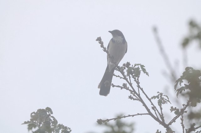 Silhouetted Bird Perched on Bare Branch in Misty Light