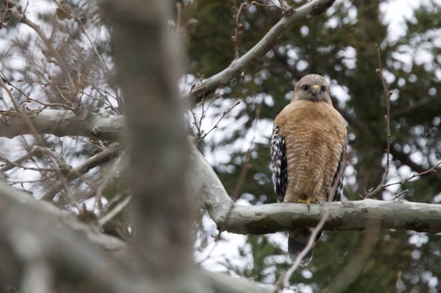 Red-Shouldered Hawk Perched on Snowy Winter Branch