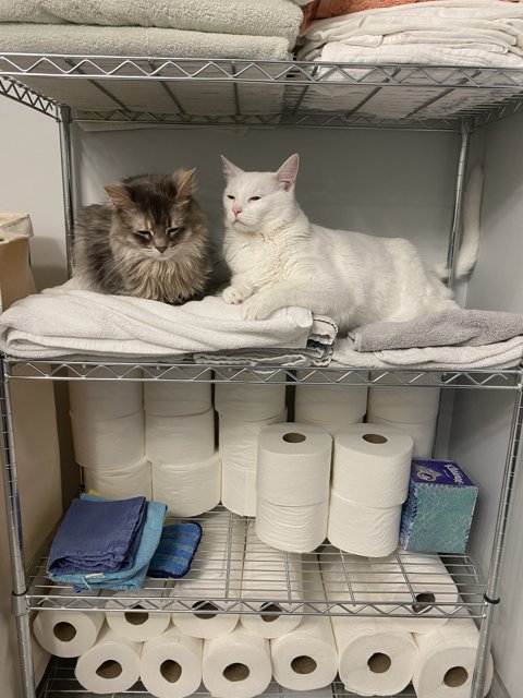Feline Roommates on a Shelf