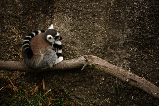 The Majestic Lemur Pose