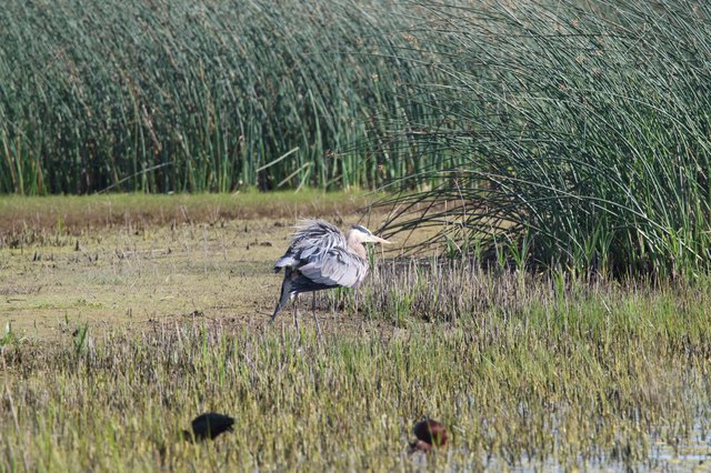 Great Blue Heron Hunting in Wetland Marsh