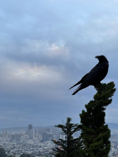 Crow's View of the Urban Landscape