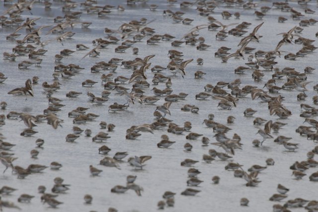 Gathering of Wings