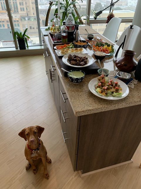 Canine Brunch Counter