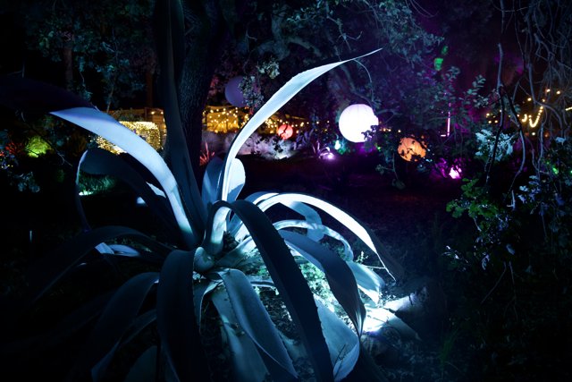 Moonlit Agave Fantasy