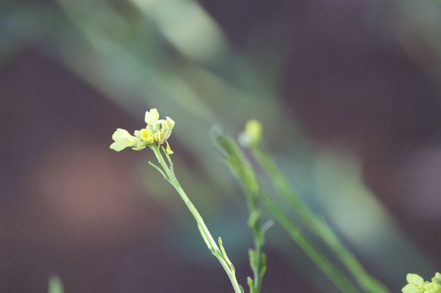 Delicate Yellow Wildflower Blooms at Mount Diablo