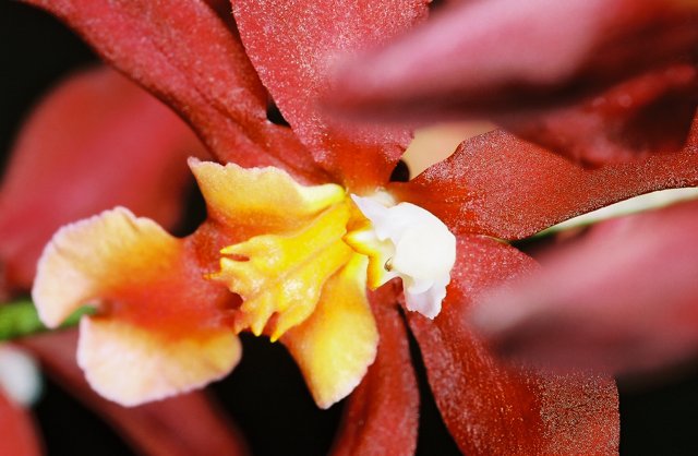 Vibrant Orchid Flower