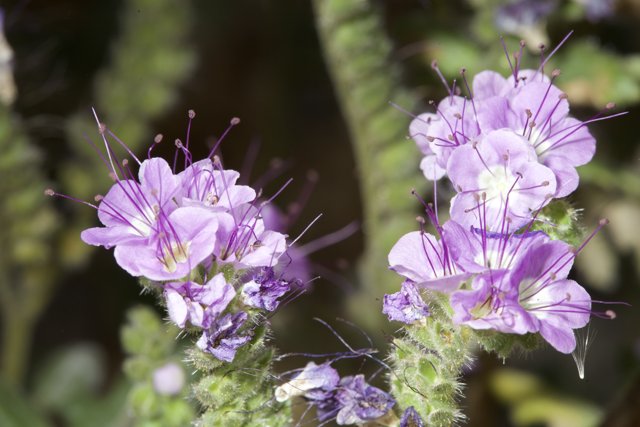 The Beauty and Pollen of Geranium Flowers