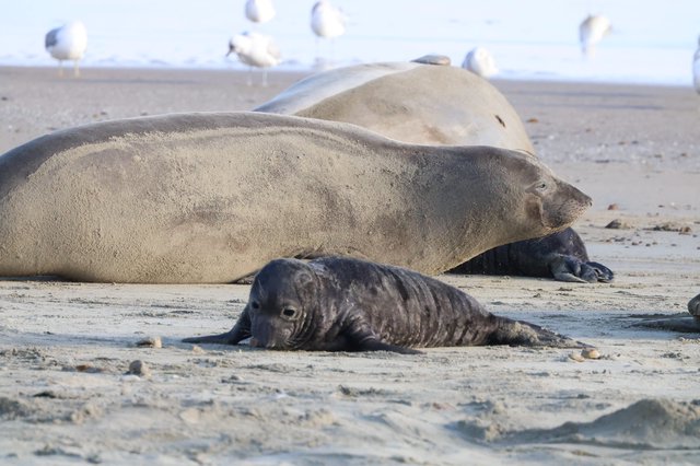 Elephant Seal Pup Resting Beside Adults on Beach
