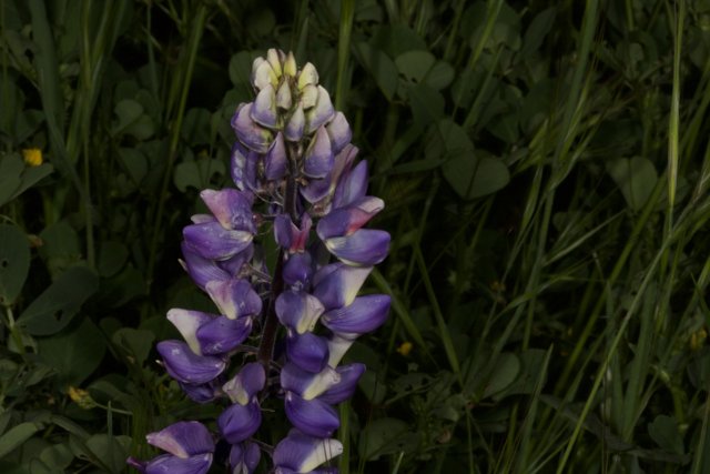 Majestic Lupine in the Meadow