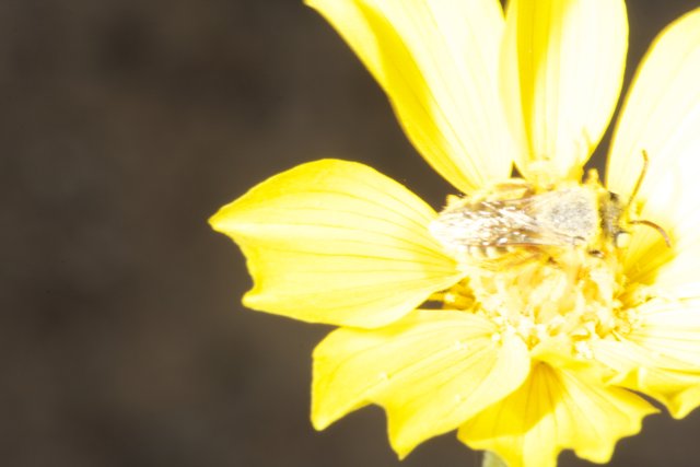 The Buzzing Bee on a Yellow Daisy