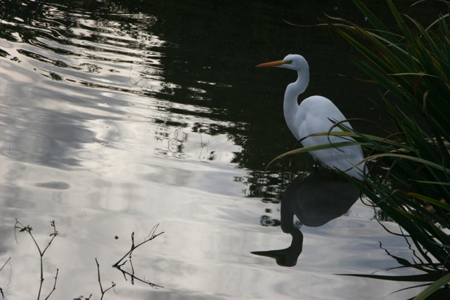 Elegant Egret at Water's Edge