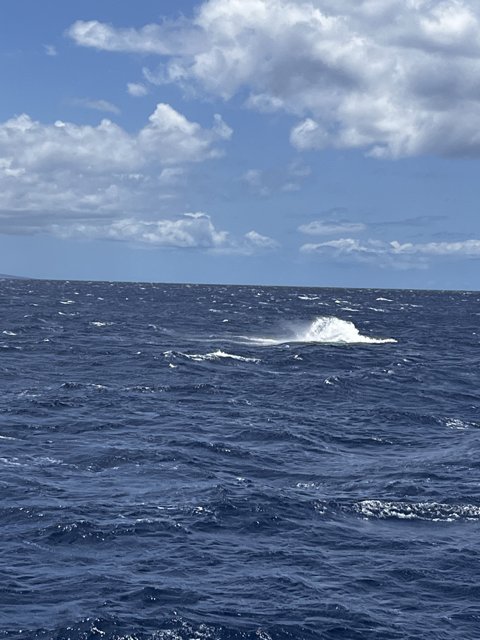 Majestic white whale wave