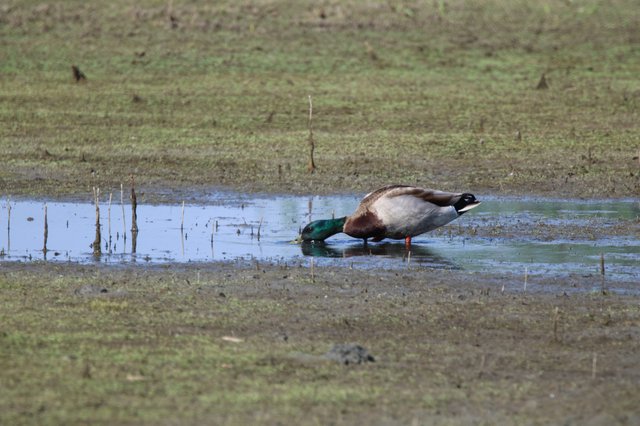 Mallard Duck Foraging in Shallow Wetland Waters