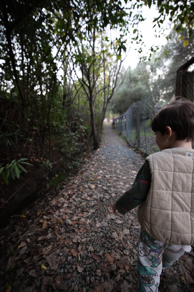 Child Exploring Leafy Path on Misty Morning Walk