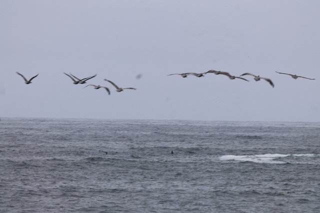 Pelicans Soaring Low Over Stormy Coastal Waters