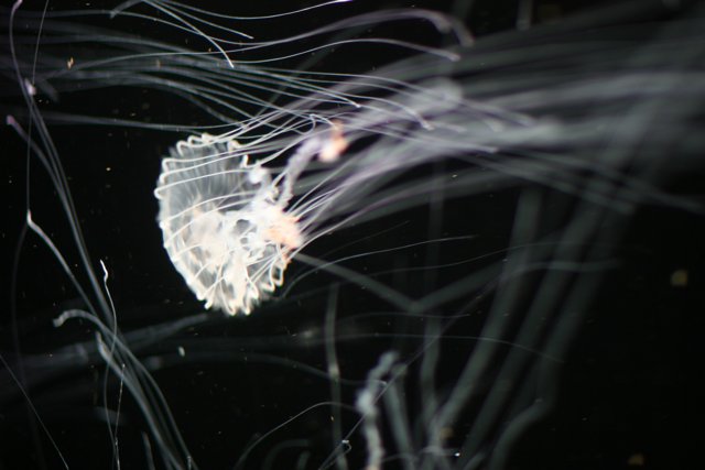 Graceful Jellyfish in the Aquarium