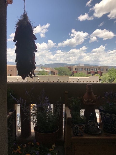 Hanging Plant with a Scenic View