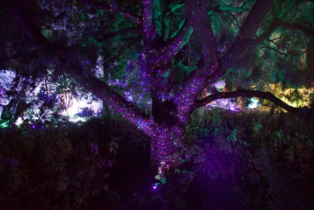 Enchanted Twilight
