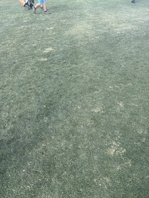 Afternoon at the Polo Grounds
