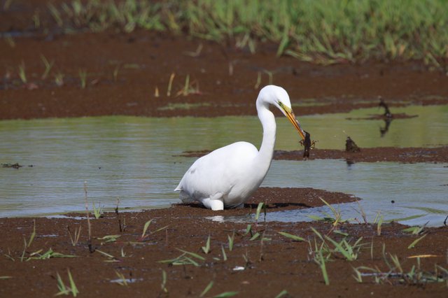 Great Egret Hunting in Flooded Wetland Habitat