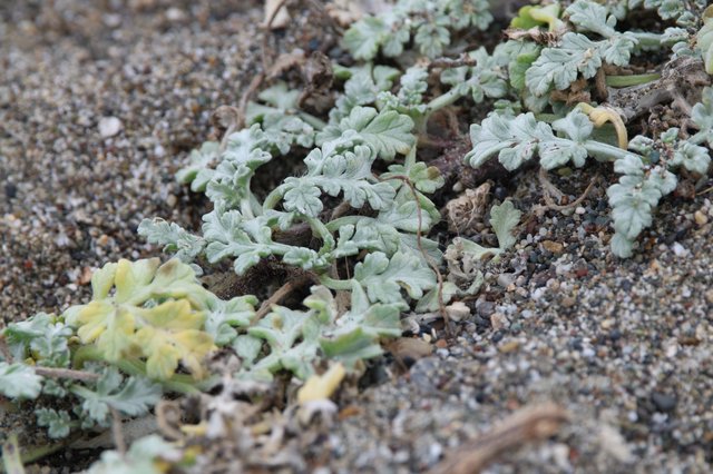 Silver-Leaved Beach Plants Thriving in Coastal Sand