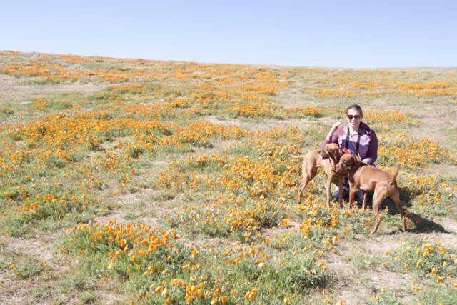 Blooming Adventure with Furry Friends