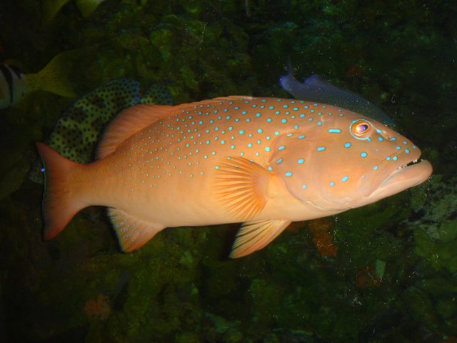 Majestic Orange Carp in the Coral Reef