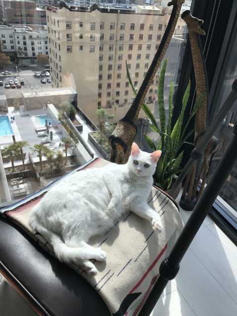 City Cat on Balcony Chair