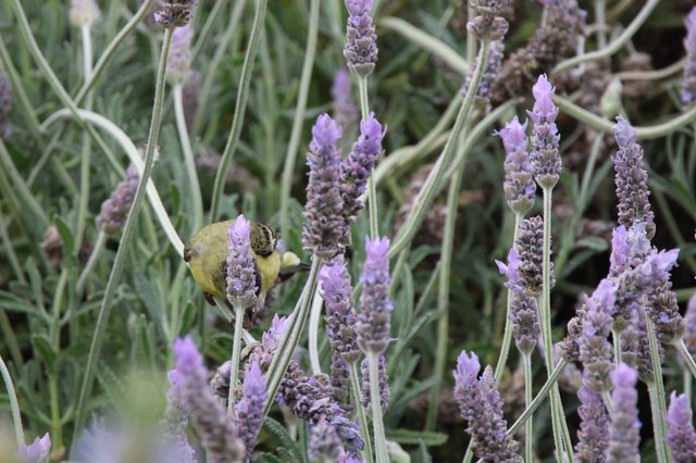 Yellow Bird Perched Among Purple Lavender Blooms
