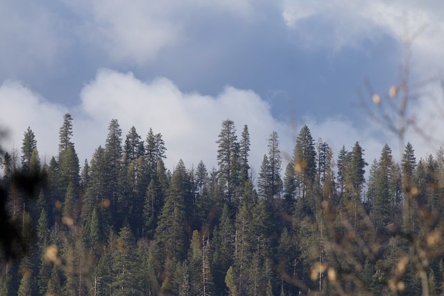 Misty Conifer Forest Under Dramatic Storm Clouds