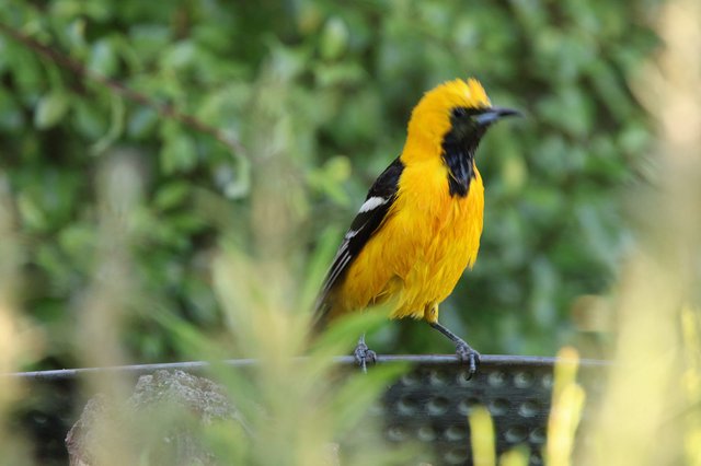 Hooded Oriole Perched on Wire in Natural Setting