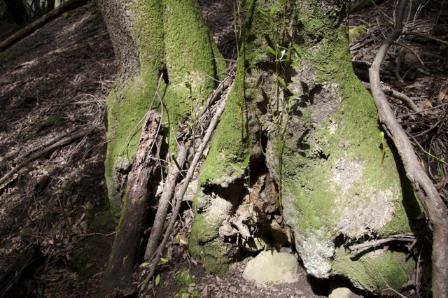Mossy Tree Trunk