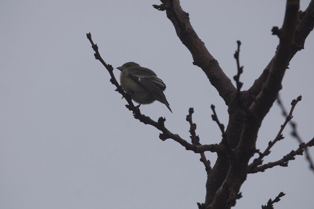 Small Bird Perched on Bare Winter Branches