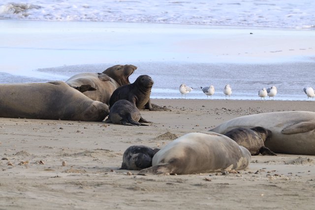 Elephant Seals and Seagulls Resting on Drakes Beach