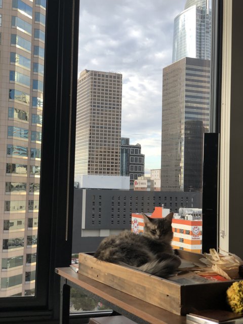 City Cat in the Sky