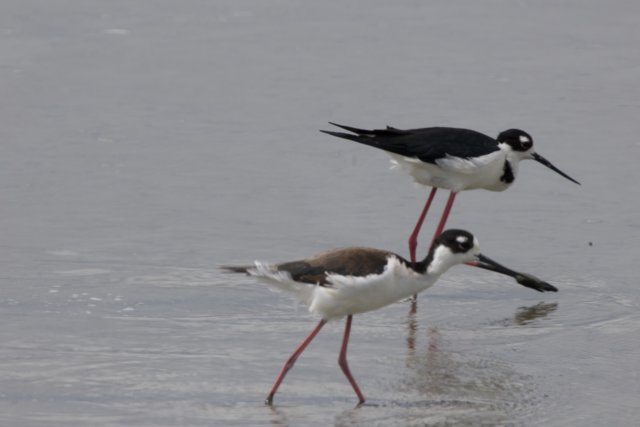 Graceful Pair in San Pablo Bay