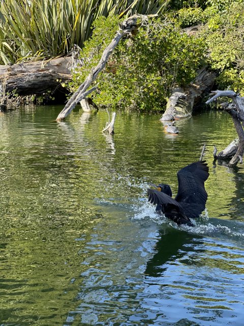 Flying Cormorant Over Stow Lake