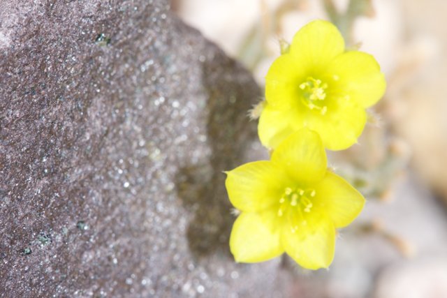 Sunny Blooms on a Rocky Outcrop