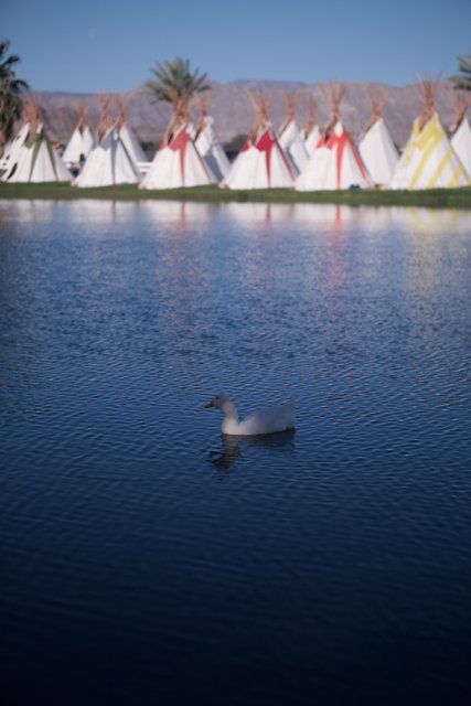 White Duck and Tents on the Lake