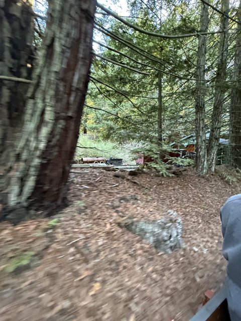 Hidden Trail Through Tilden's Woods