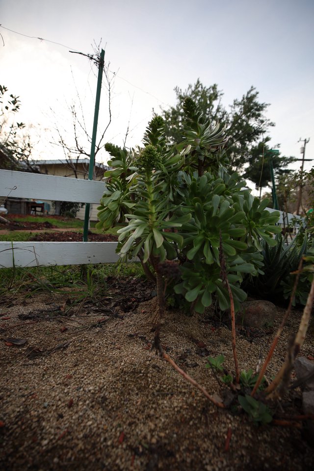 Succulent Garden with White Fence at Dawn