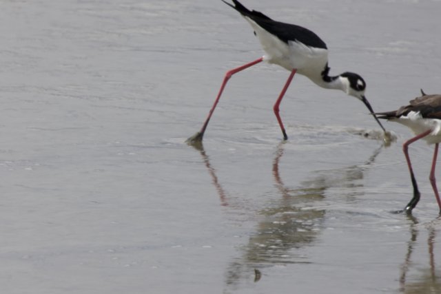 Graceful Duet at the Bay