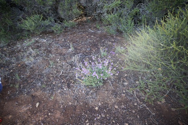 Desert Wildflower Blooming Among Arid Scrubland