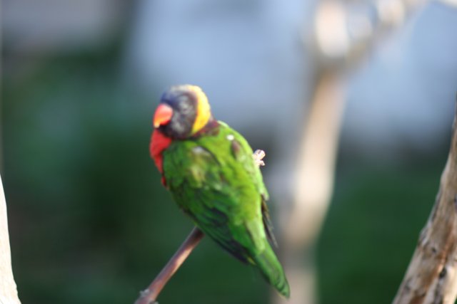 Vibrant Parakeet on Branch