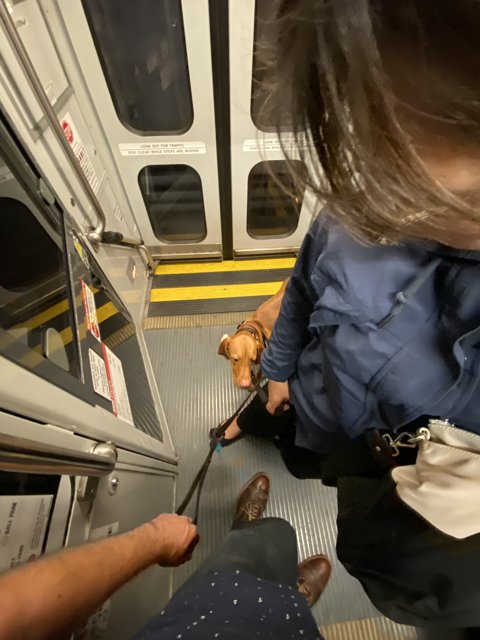 Train Ride Companion