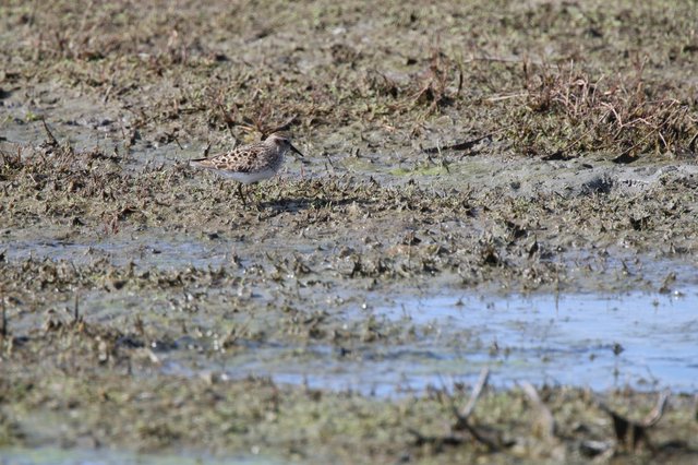 Least Sandpiper Foraging in Mudflat Wetlands