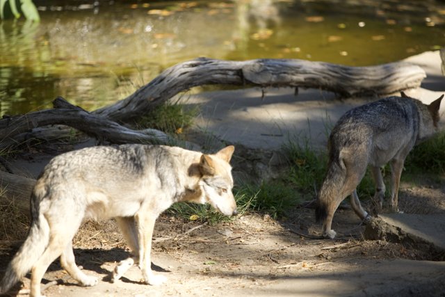 Canine Chronicles: The Wolf Pair at SF Zoo