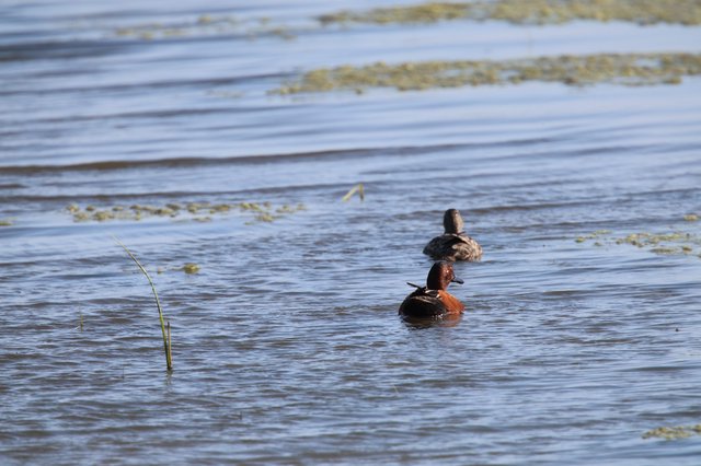 Cinnamon Teal and Female Ducks in Wetland Habitat
