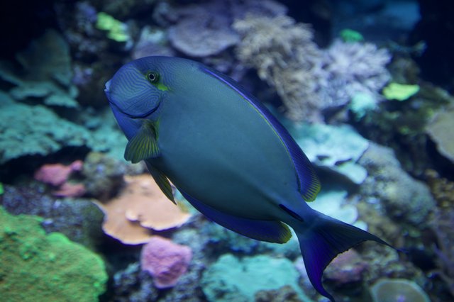 Majestic Blue Tang Surgeonfish in Vibrant Coral Reef